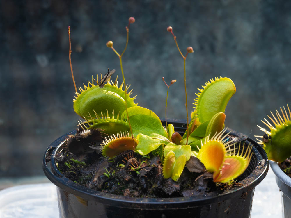 Venus fly trap