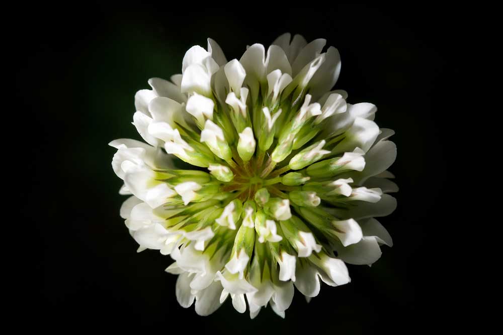 macro photography with olympus 60mm